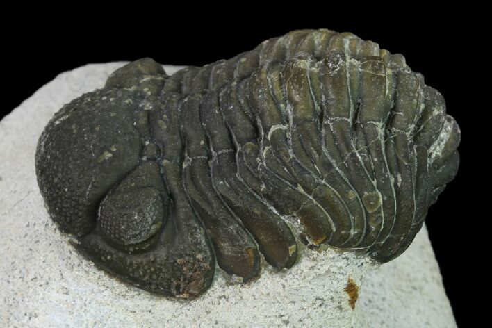 Bargain, Austerops Trilobite - Visible Eye Facets #171546